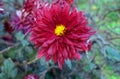 Chrysanthemum indicumÃÂ is a flowering plant commonly calledÃÂ Indian chrysanthemum Close up view.